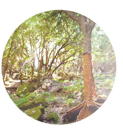 高品質なコルク